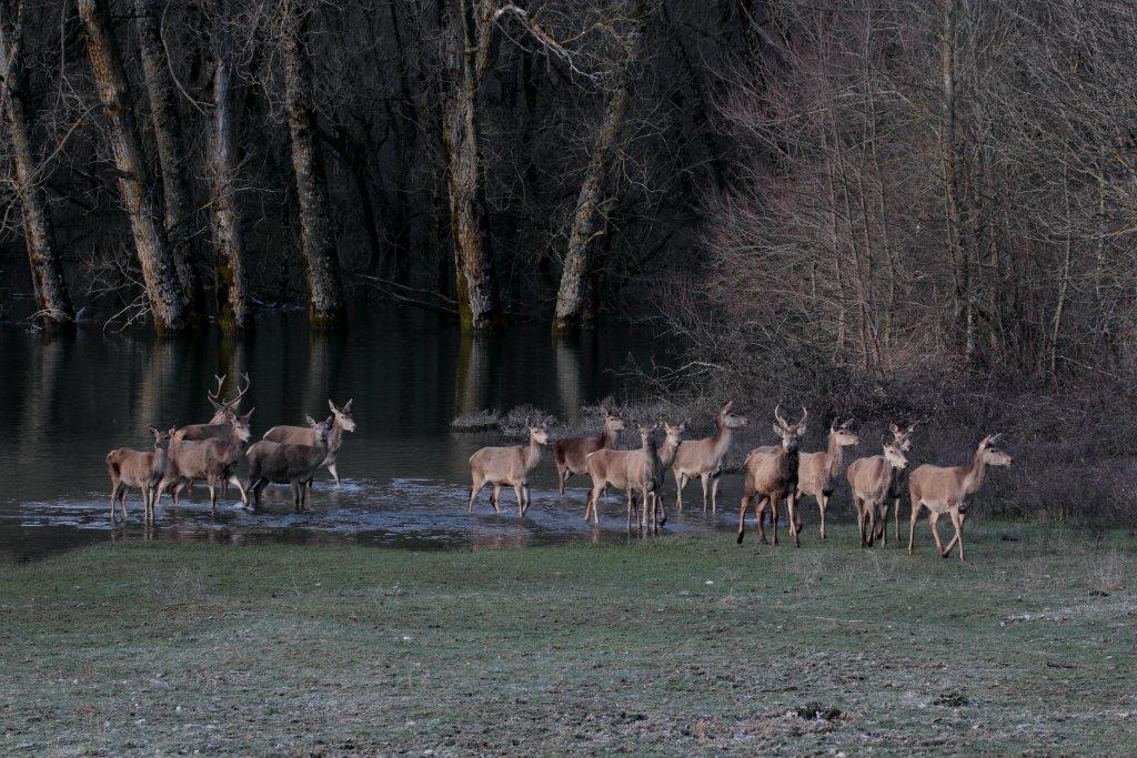 Branco di cervi si abbevera all''alba